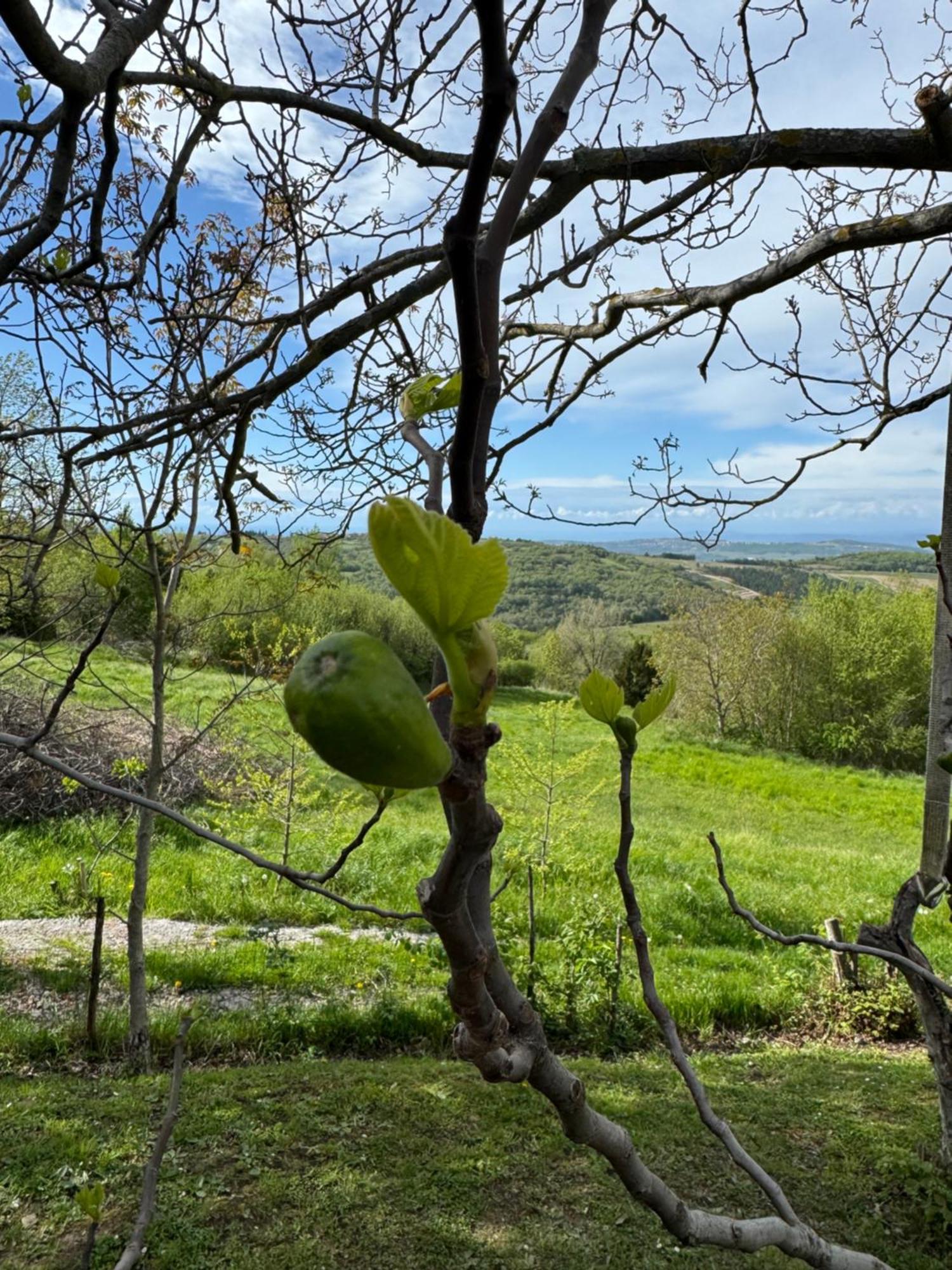 Guesthouse Green Istria Truške Exterior foto